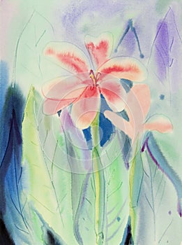 Watercolor landscape original painting colorful of canna lily flowers.