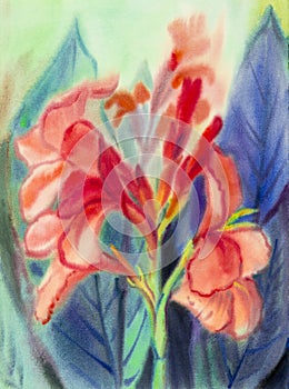 Watercolor landscape painting colorful of canna lily flowers