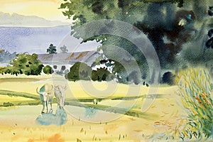 Watercolor landscape paintings of Village, buffalo, rice field, farmer farm