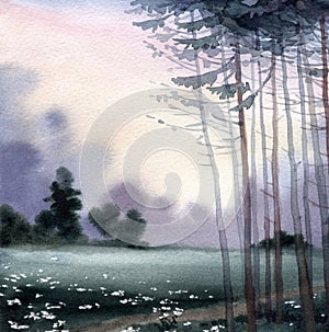 Watercolor landscape. A quiet summer evening in a pine forest