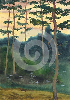 Watercolor landscape. A summer evening in a pine forest