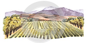 Watercolor landscape with vineyards, bushes, hills and mountains.Rural landscape, winemaking farm
