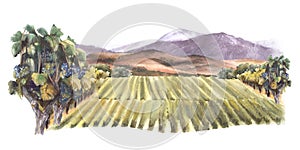 Watercolor landscape with vineyards, trees, hills and mountains.Rural landscape, winemaking label