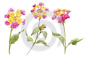 Watercolor Lantana flower set