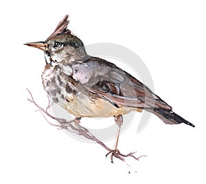 Watercolor Lark  bird animal