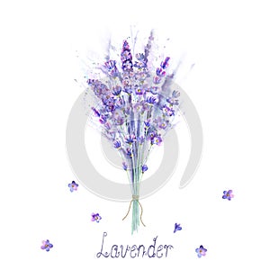 Watercolor lavender bouquet. Lavender flowers, plants and watercolour splashes on white background