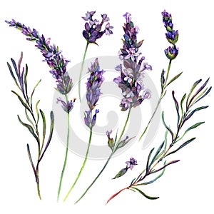 Watercolor Lavender Elements Isolated on White