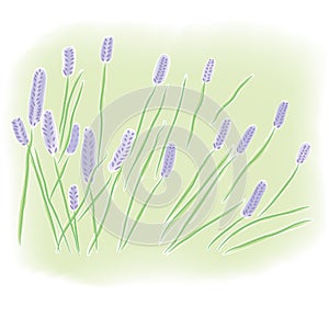 Watercolor lavender field