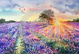 Watercolor lavender field. Sunset lavender field.