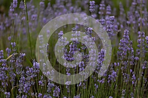 Watercolor lavender fields, counted cross stitch, provence alpes cote c te, stitch kit, lavender flowers