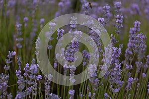 Watercolor lavender fields, counted cross stitch, provence alpes cote c te, stitch kit, lavender flowers