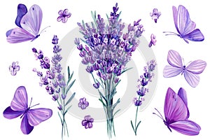Watercolor lavender flowers and butterflies, floral design purple elements on isolated white background. Bouquet flowers