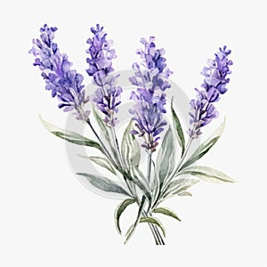 Watercolor Lavender Flowers: European Symbolism In Subtle Realism photo