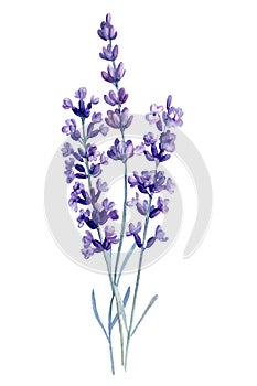 watercolor lavender flowers, isolated white background