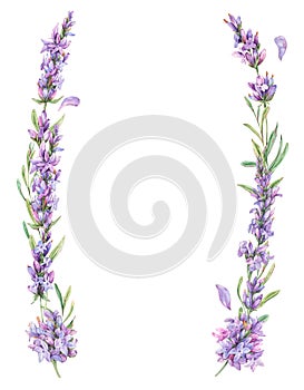 Watercolor lavender flowers natural wreath in vintage style isolated on white background. Purple botanical card