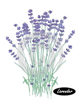 Watercolor lavender. Lavandula