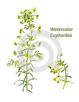 Watercolor leafy spurge or Euphorbia ÃÂ©sula isolated photo