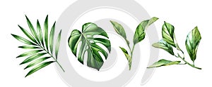 Watercolor leaves set. Tropical citrus, palm, monstera leaves. Exotic tree branches isolated on white. Collection of