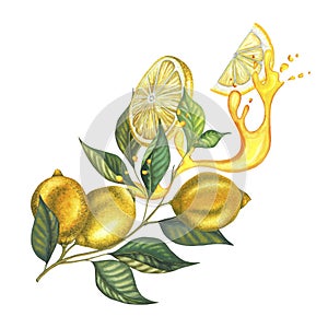 Watercolor lemon branch with leaves, yellow lemons, watercolour splash, cut pease of citrus fruit. Hand painted yellow
