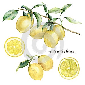 Watercolor lemon branch, lemons and slice set. Hand painted lemon fruit on branch with slice isolated on white