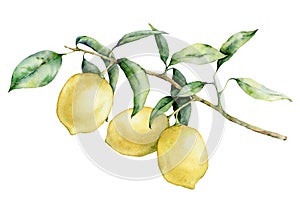 Watercolor lemon branch set. Hand painted lemon fruit on branch isolated on white background. Floral elegant