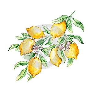 Watercolor lemon branches with flowers. Hand drawn illustration is isolated on white. Floral composition