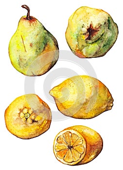 Watercolor lemon citrus pear fruit set isolated