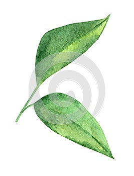 Watercolor lemon leaves isolated on white
