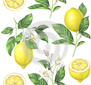 Watercolor lemon pattern on white background