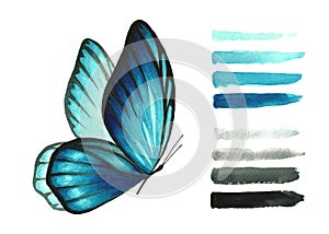 Watercolor light blue butterfly and brush