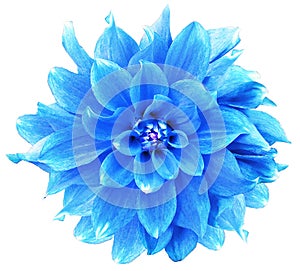 Watercolor light blue   dahlia.  flower  on white isolated background with clipping path. Closeup. Flower on a green stem.