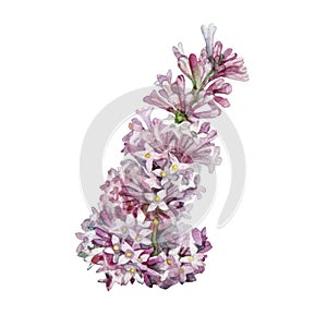 Watercolor lilac isolated on white background. Spring hand-drawn purple pink flower for wedding celebration card