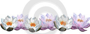 Watercolor lilac waterlilies Floral seamless border for decoration certificates print Women day 2024