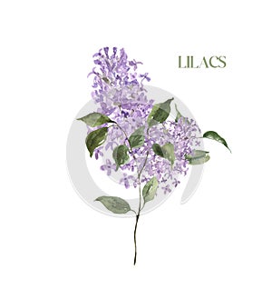 Watercolor lilacs illustration. hand painted lilac flower with green leaves, isolated. Spring branch