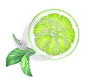 Watercolor lime slice with mint isolated on white background.