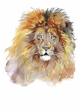 Watercolor lion on a white background vector