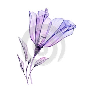 Watercolor lisianthus bouquet. Hand painted artwork with transparent violet flower and purple leaves isolated on white