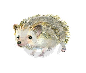 Watercolor little hedgehog. photo
