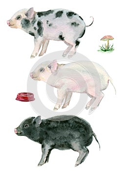 Watercolor little pigs.