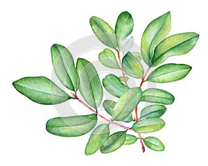 Watercolor lively branch with green leaves