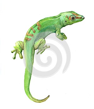 Watercolor lizard animal illustration isolated