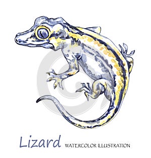 Watercolor Lizard on the white background. Exotic animal.