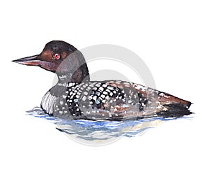 Watercolor loon  bird animal