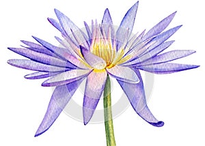 Watercolor lotus isolated on white background. Hand painted violet flower. Botanical illustration.