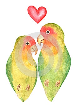 Watercolor lovebirds pair isolated on white background
