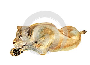 Watercolor lying lioness