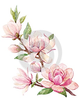 Watercolor magnolia floral composition photo