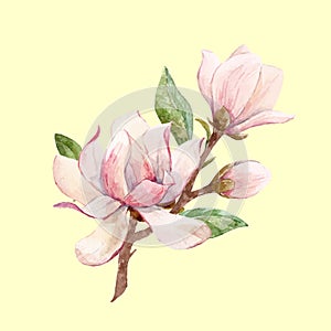 Watercolor magnolia floral vector composition photo