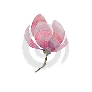 Watercolor magnolia flower pink art