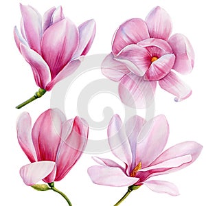 Watercolor magnolia flower set on isolated white background, watercolor illustration, botanical painting hand drawing